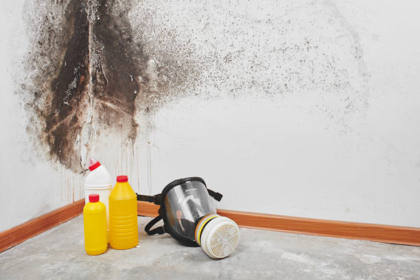 Best Bathroom Mold Remediation in Fountain Valley, CA