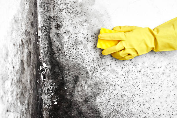 Best Commercial Mold Remediation in Fountain Valley, CA