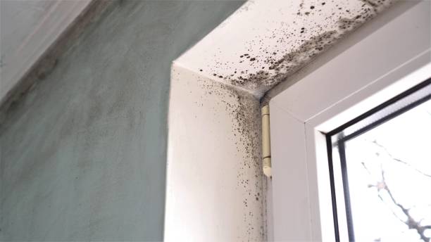 Best Kitchen Mold Remediation in Fountain Valley, CA