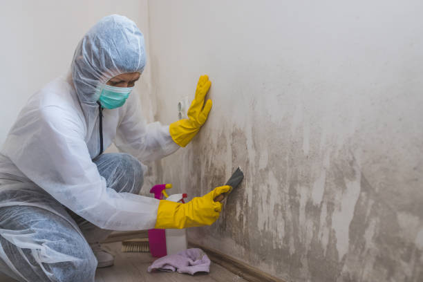 Best Mold Testing and Inspection Services in Fountain Valley, CA