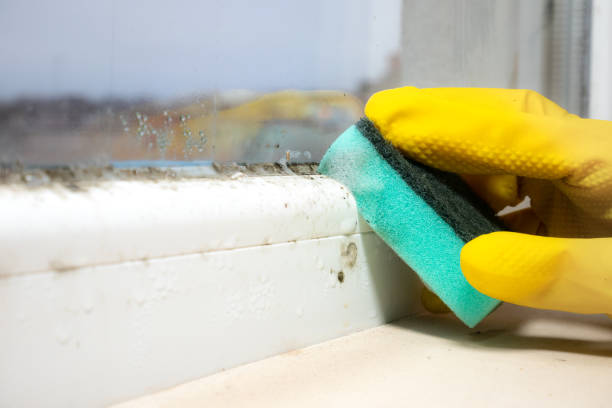 Best DIY Mold Remediation Support Services in Fountain Valley, CA