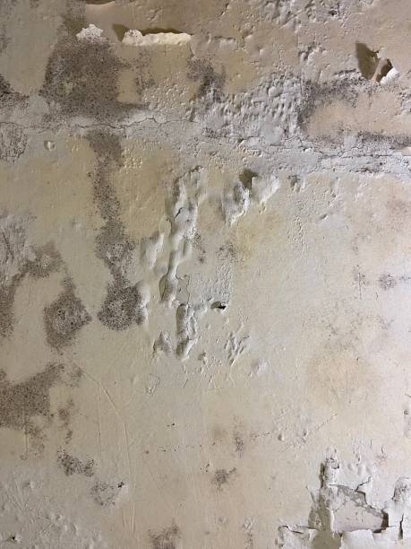 Professional Mold Remediation in Fountain Valley, CA