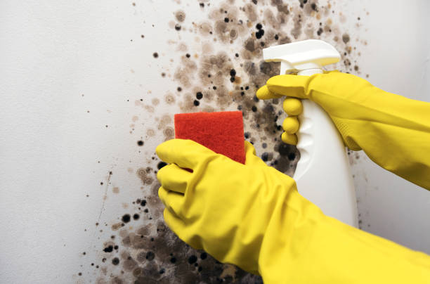 Best Post-Flood Mold Remediation in Fountain Valley, CA